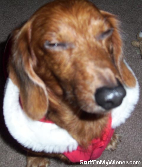 Max in Santa vest.