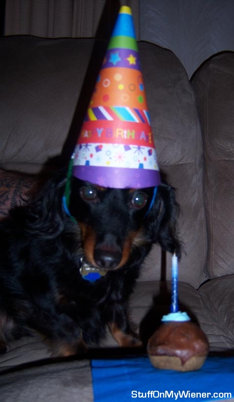 Rebel with birthday cupcake.