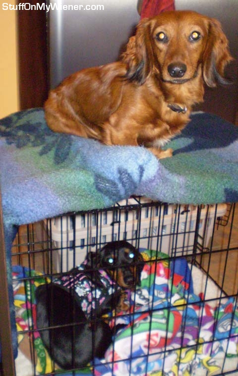 Rocco on top of Sunny's crate.