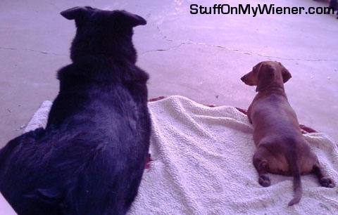 Jasper and Sadie laying together.