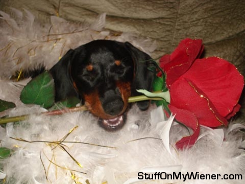 Bailey with a rose.