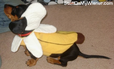 Bosco in a banana costume.