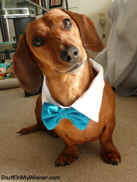 Buster in a bowtie.