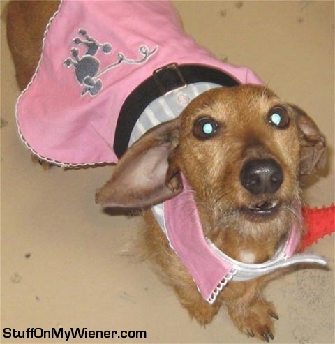 Dexter in a poodle skirt.
