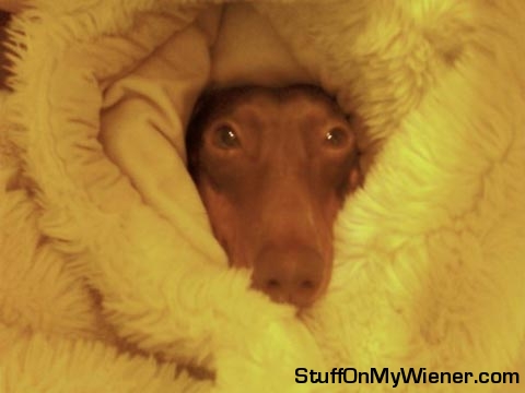 Anya snuggled up in a furry blanket.