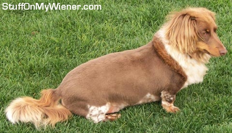 Harley after a haircut.