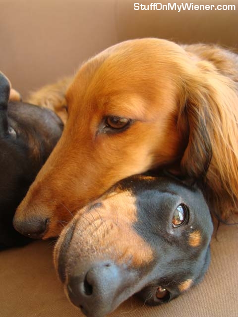 Harry resting on Poppy's neck.