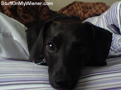 Hershey supervises mom from the bed.