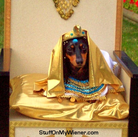 Peanut as Cleopatra.