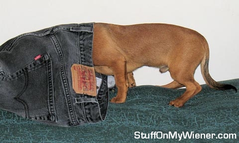 Roo inspects dad's jeans.
