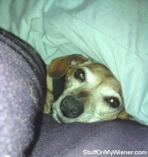 Watson Under Pillows