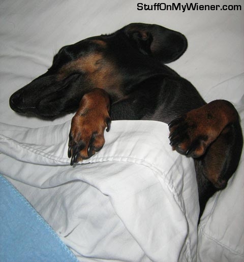 Ziggy tucked into bed.