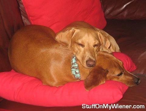 Acorn uses Willow as a pillow.