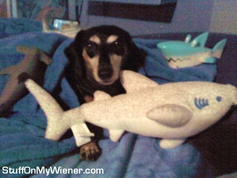 BabyRowe with sharks.