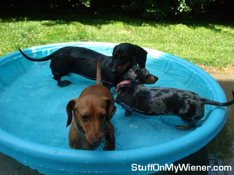 Bailey, Chloe, Sadie in the pool.