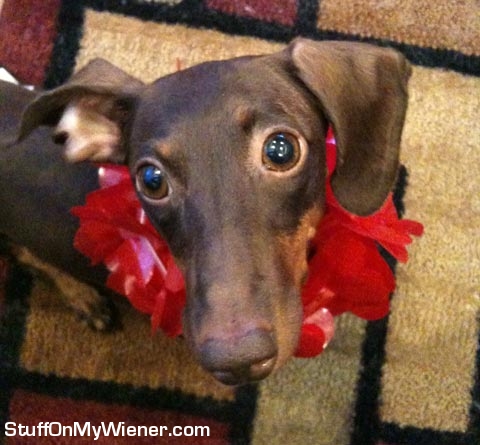 Bridget ready for the Luau.