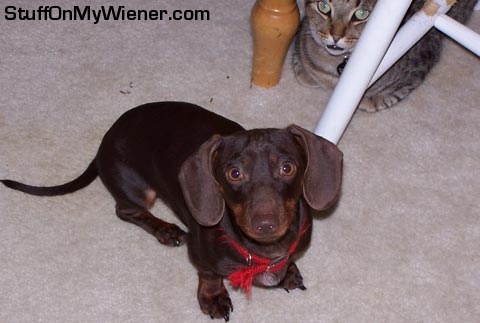 Buster waits to walk as Oz looks on.