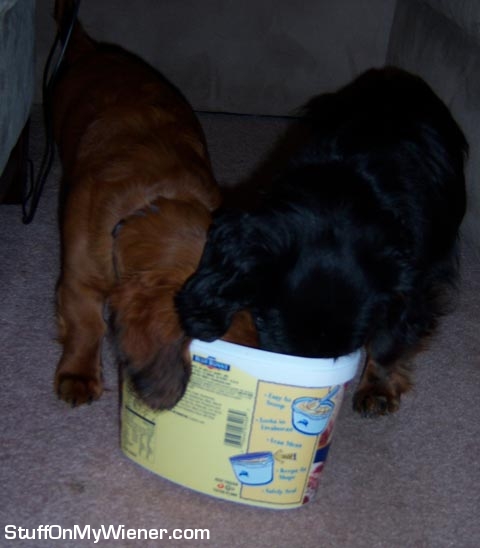 Hank and Rebel cleaning the Blue Bunny ice cream carton.