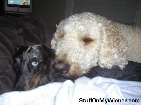 Tucker resting on Harley.