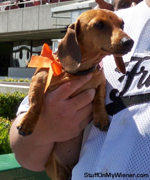 Lady Vuitton at the Dachshund Derby.