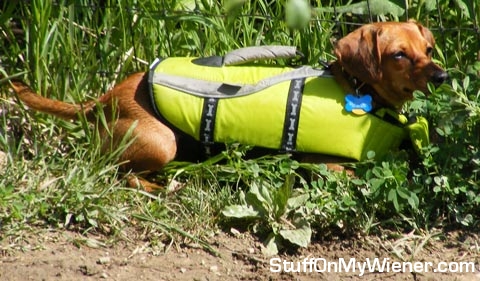 Leeloo in a search and rescue vest.