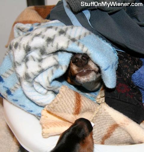 Little Thing in laundry, Teena watching.