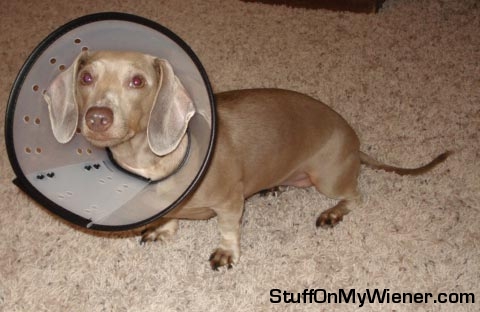 Lizzie in her cone of shame.