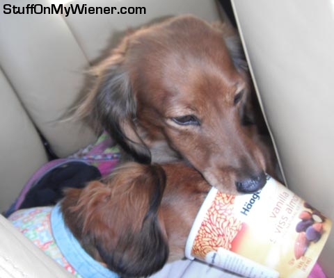 Schatzi waits for Brandee to get her head out of the ice cream cup.