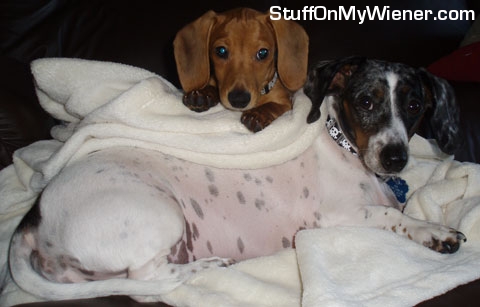 Tazer resting on Gus.