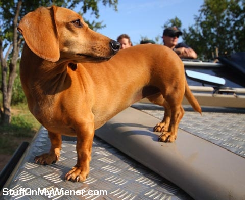 Doxie mascot for jungle adventure drive.