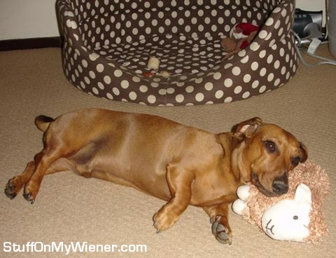 PJ laying on sheep toy.