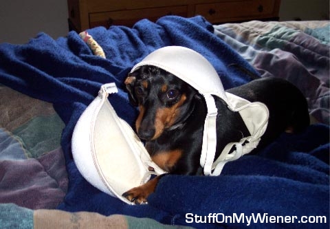 Peanut with bra on her head.