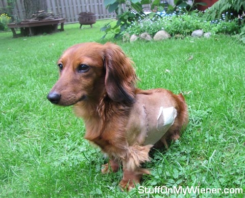 Rocco after heart surgery.