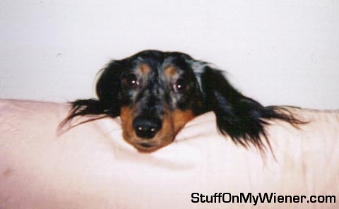 Schuester on the back of the couch.