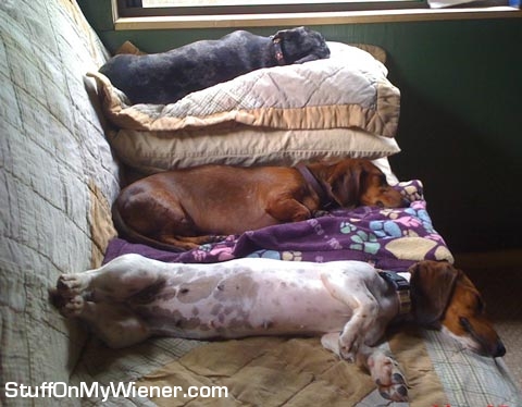 lily, wiggles, dip-n-dot asleep.