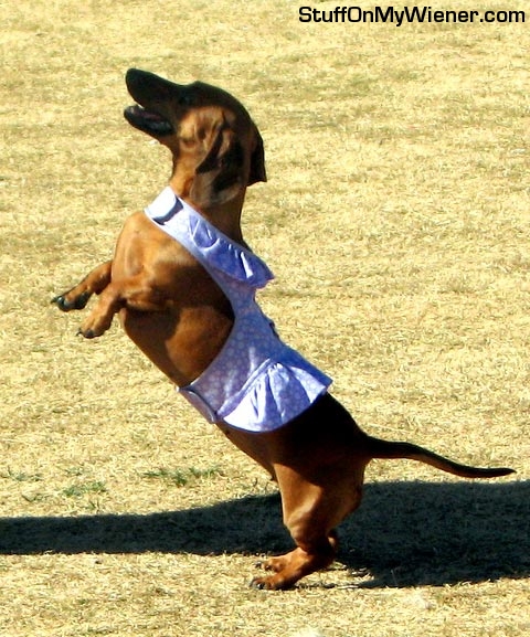 Annie in her dress/harness.
