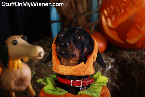 Bailey a pumpkin costume.