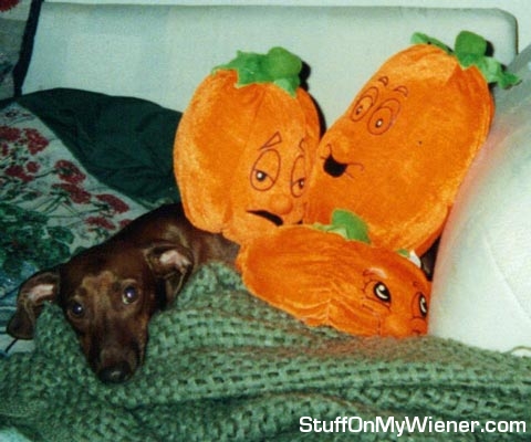 Gimli on couch with pumpkins.