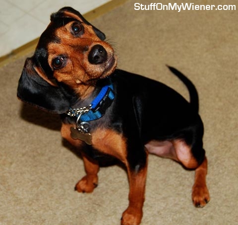 Montie waiting to tinkle.