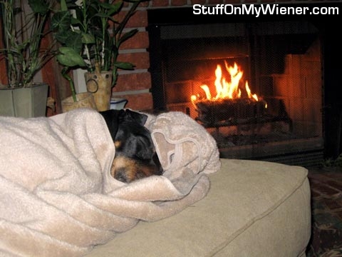 Rosko cozy by the fireplace.