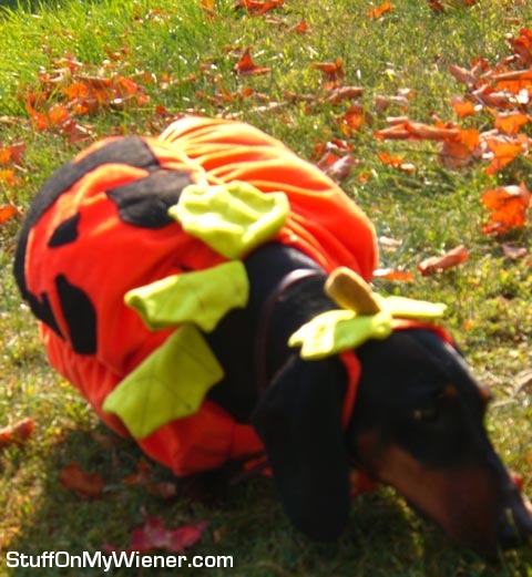 Sam in a pumpkin costume.