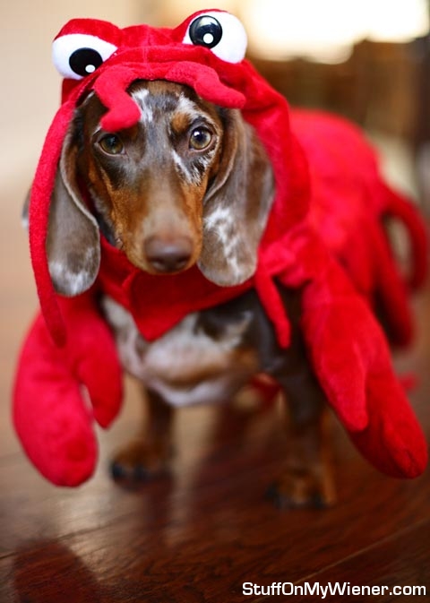 S'mores in his lobster costume.