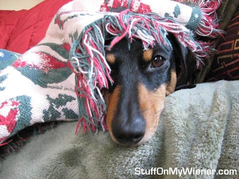 Bella Rose under fringe blanket.