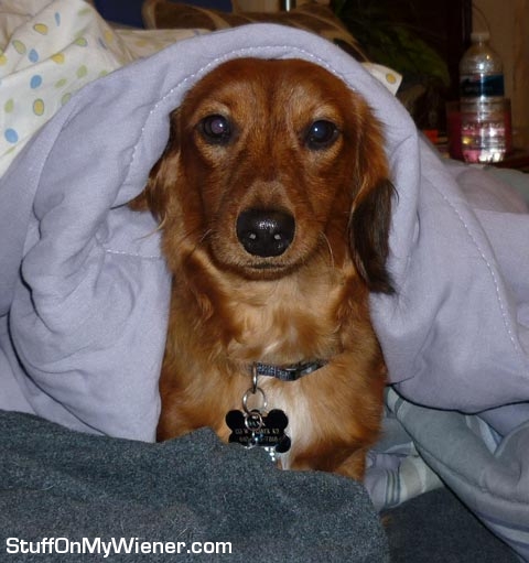 Hank under a blanket.