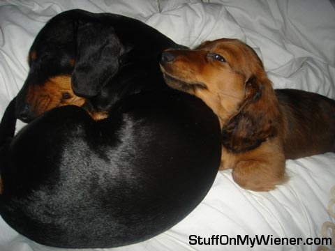 Harry rests on poppy.