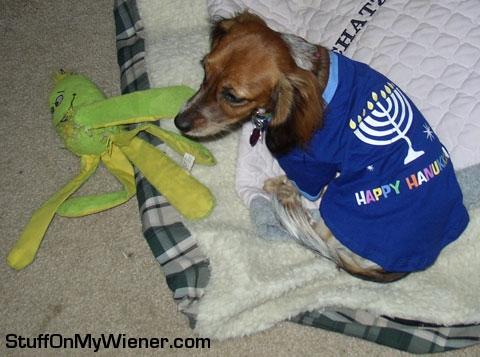 Hedwig in Hanukkah shirt.