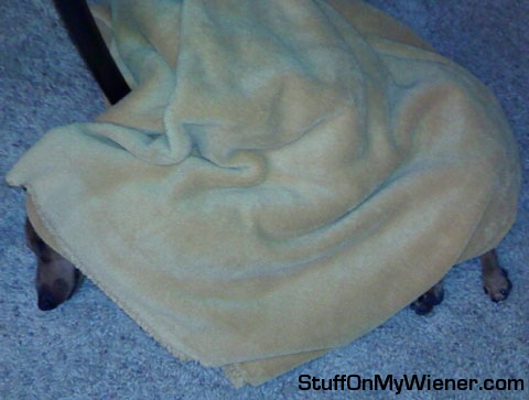 Pebbles sleeping under a blanket.