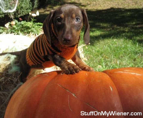 Petey on a pumpkin.