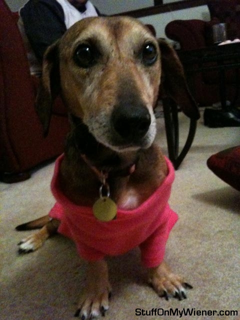 Sophie in a Snuggie.