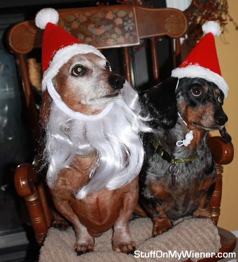 Abbey and Beans xmas card.